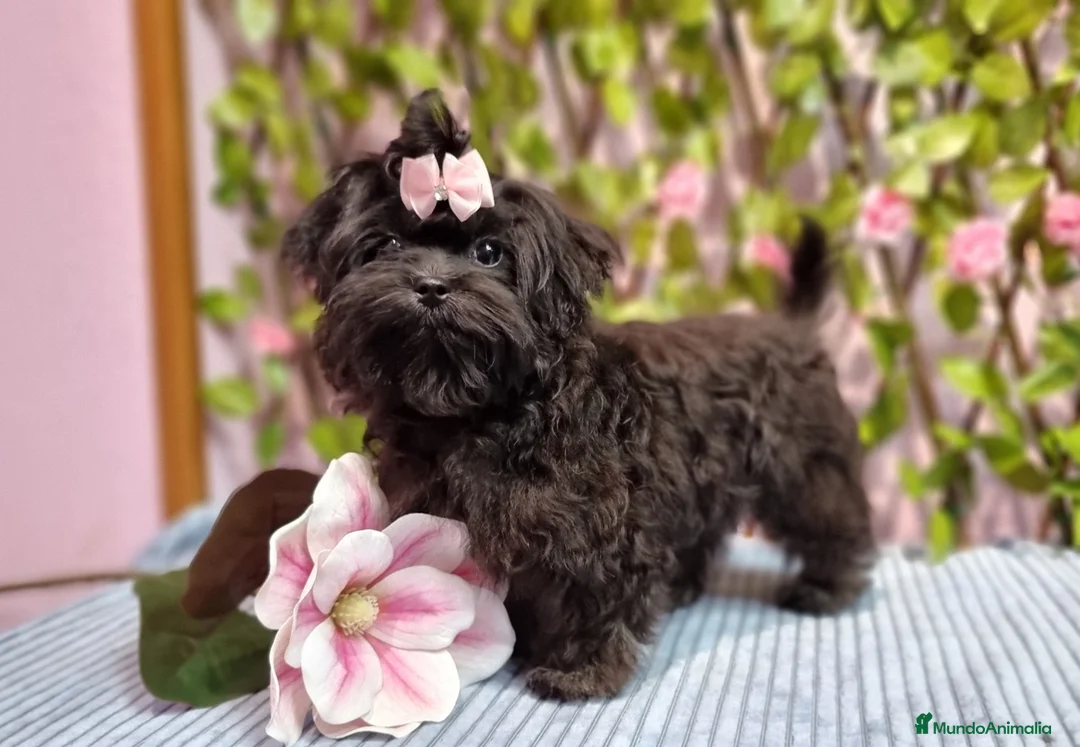 Imagen de galería {{count}}