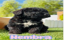 Perro de Agua Español perros en venta: PERRO DE AGUA ESPAÑOL HEMBRA - Imagen 2