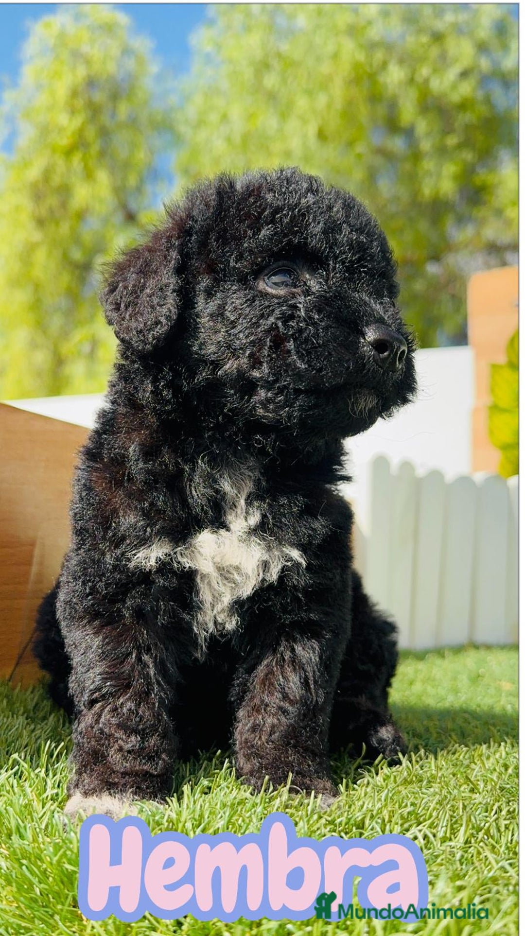 Perro de Agua Español perros en venta: PERRO DE AGUA ESPAÑOL HEMBRA - Imagen 2