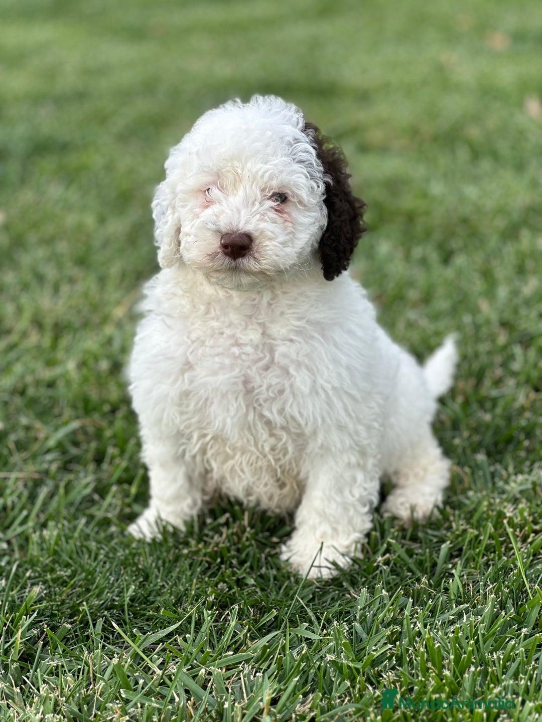 Perro de Agua Español perros en venta: Cacorros perro de ahua español - Imagen 1