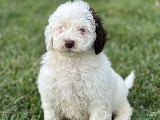 Perro de Agua Español perros - Anuncio 1