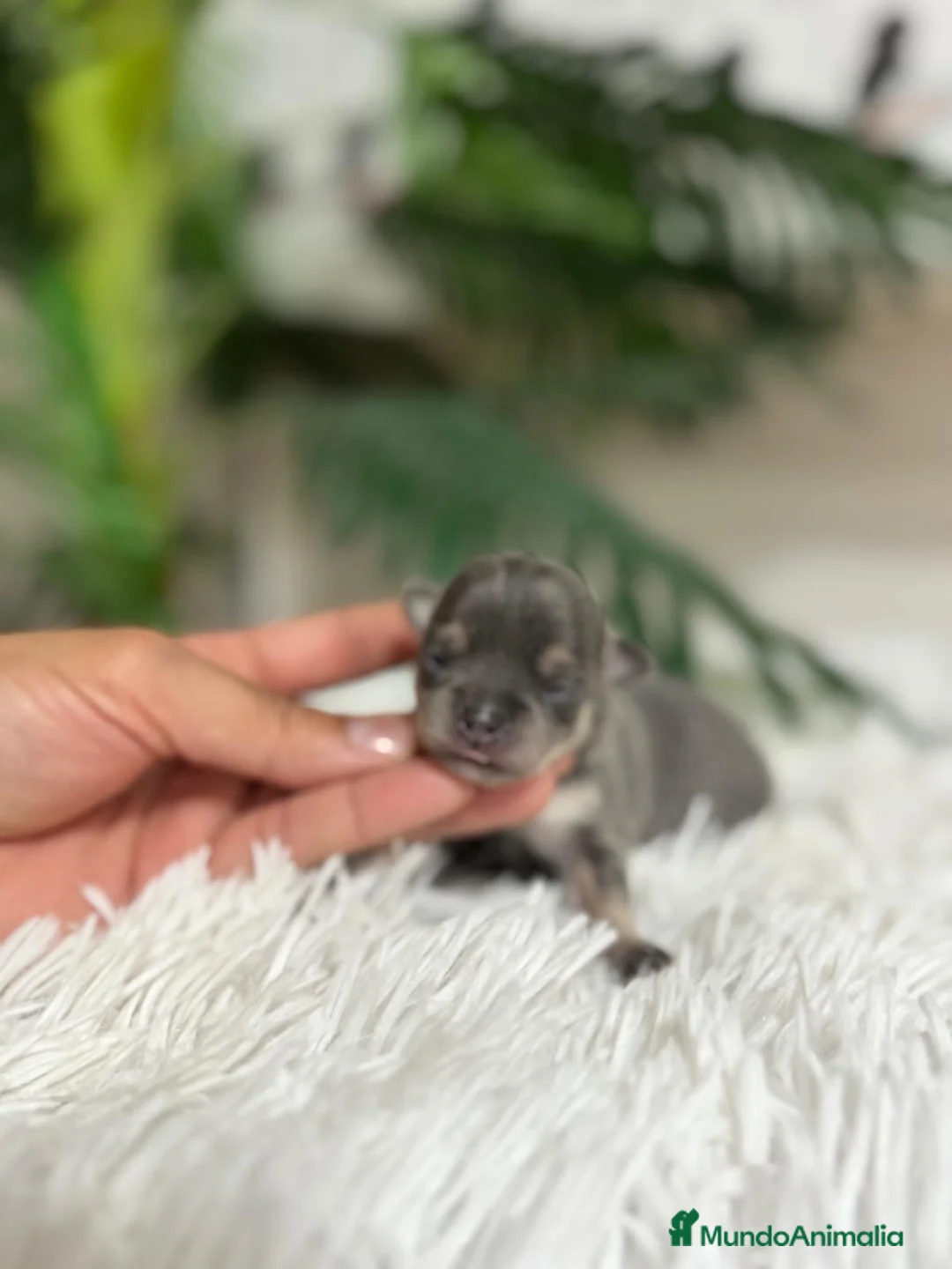 Chihuahua perros en venta: CHIHUAHUA BLUE - Anuncio 11