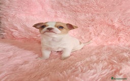 Chihuahua perros en venta: Chihuahua miniatura  - Imagen 3