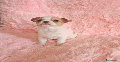 Chihuahua perros - Anuncio 13