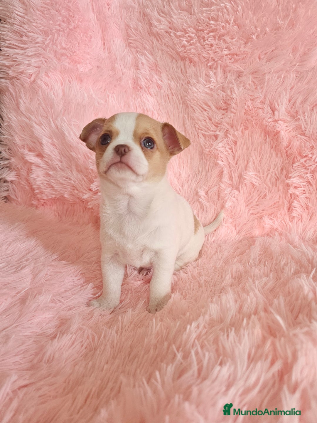 Chihuahua perros en venta: Chihuahua miniatura  - Imagen 3