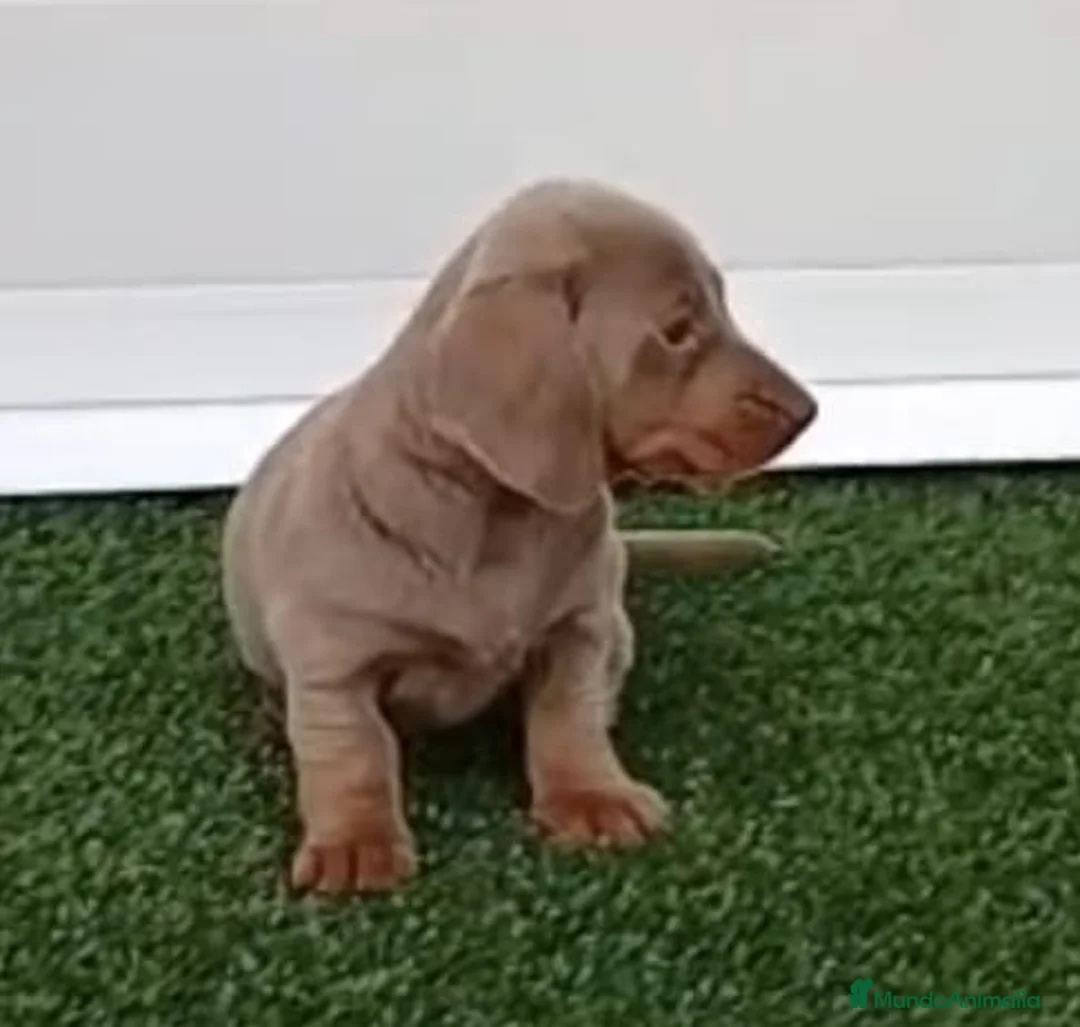 Teckel Miniatura perros en venta: TECKEL MACHO - Anuncio 4