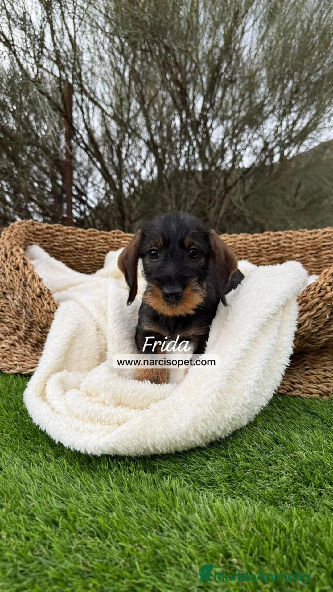 Teckel Miniatura perros en venta: TECKEL PELO DURO HEMBRA - Anuncio 2