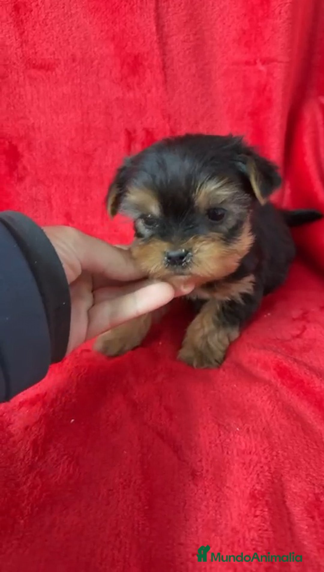Yorkshire Terrier perros en venta: Yorkshire Mini  - Anuncio 3