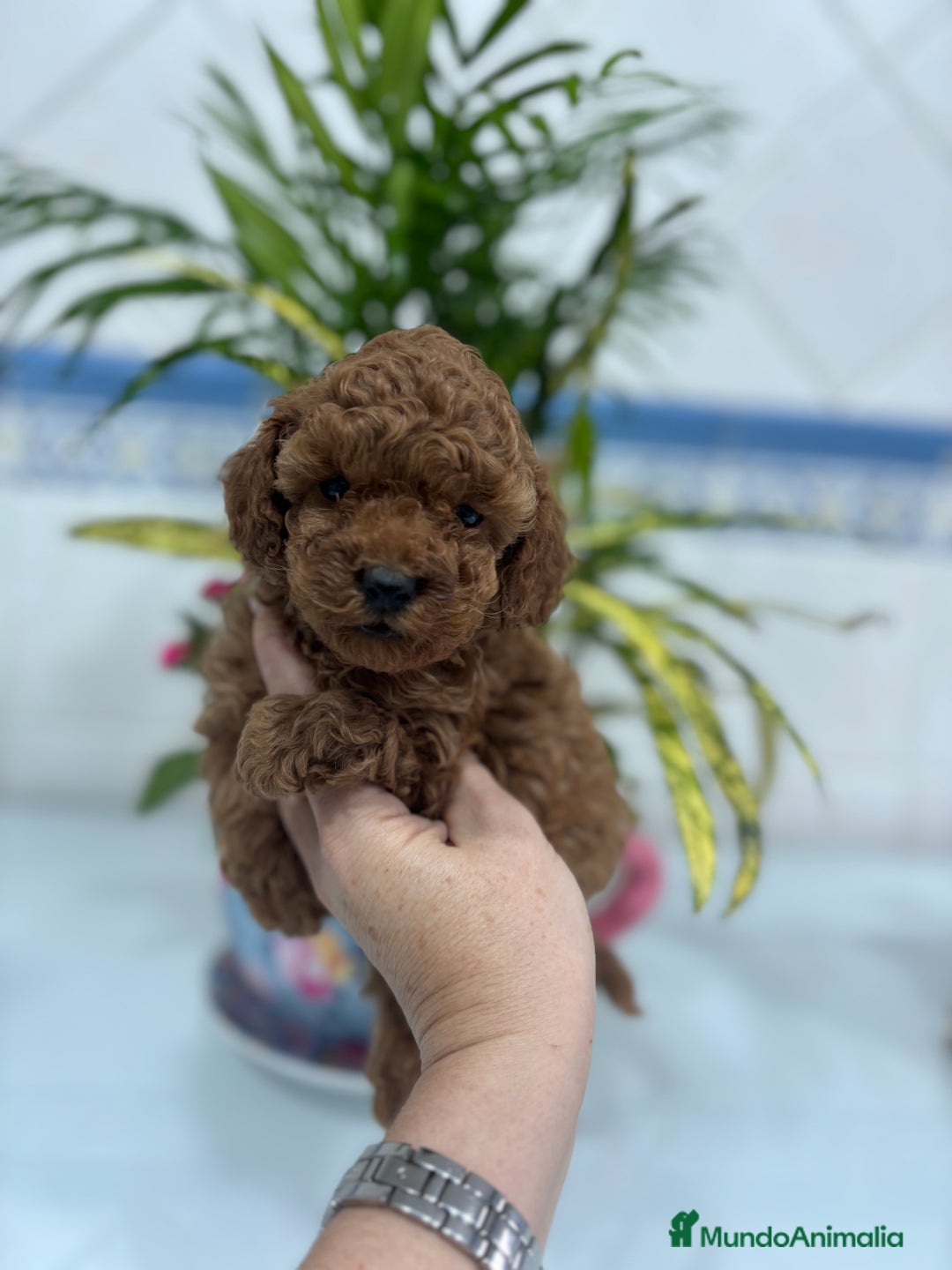 Caniche Toy perros en venta:  Caniche toy hembra y macho rojo !! - Anuncio 8