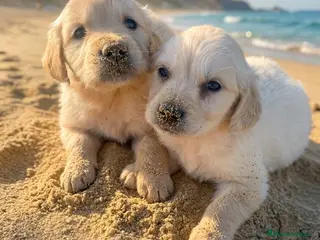 Golden Retriever perros Golden retriever - Anuncio 1