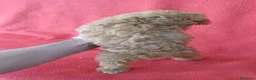 Caniche Enano perros en venta: Caniche Enano  - Anuncio 4