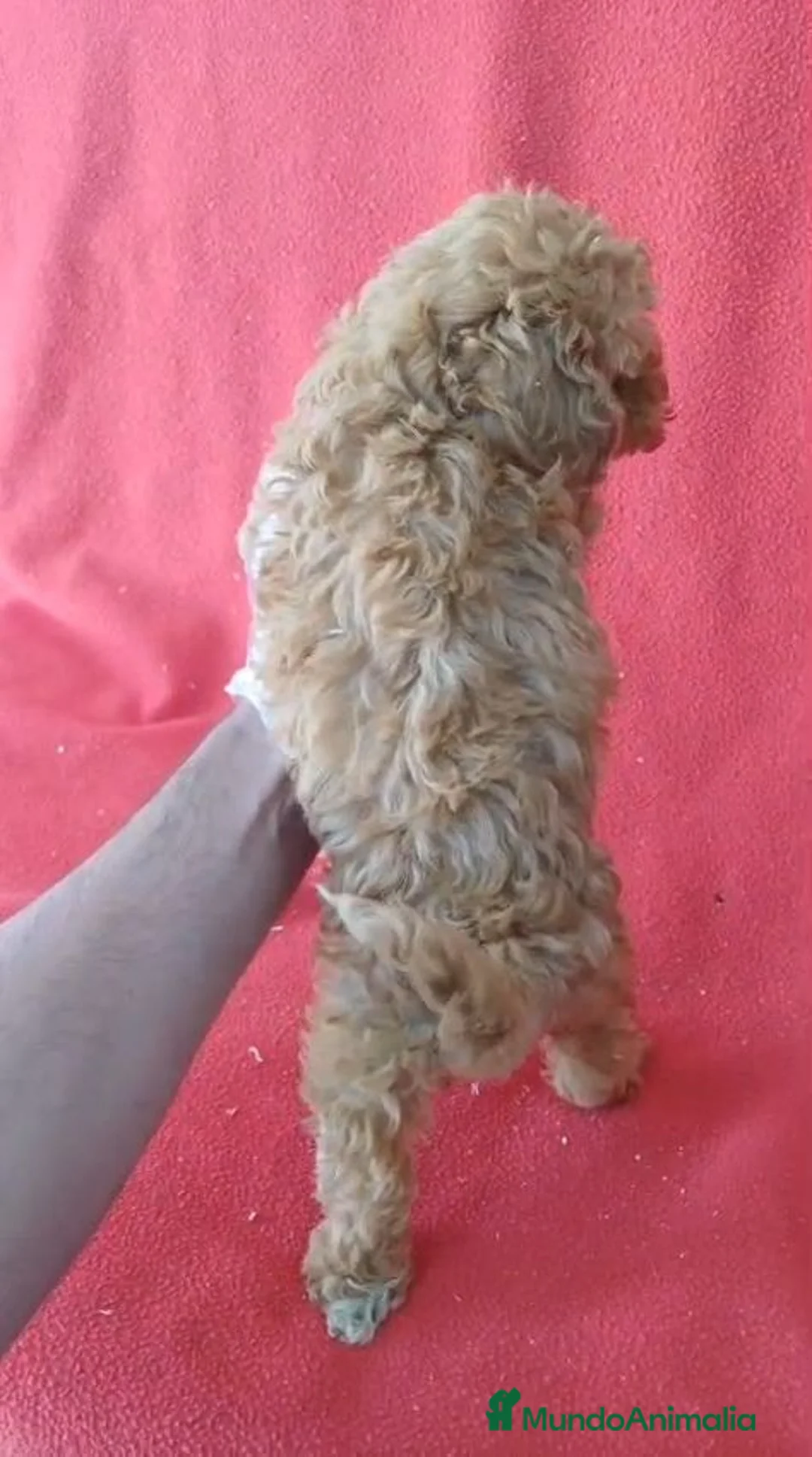 Caniche Enano perros en venta: Caniche Enano  - Anuncio 4