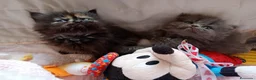 Exótico de Pelo Largo gatos en venta: Gatitos persa y malayo disponible - Anuncio 3