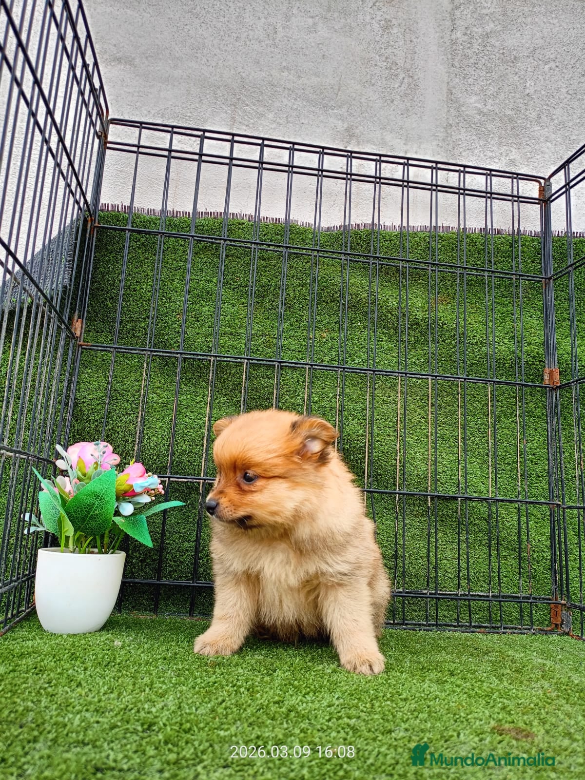 Pomerania perros POMERANIA CACHORRO - Anuncio 2