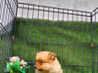 Pomerania perros POMERANIA CACHORRO - Anuncio 2