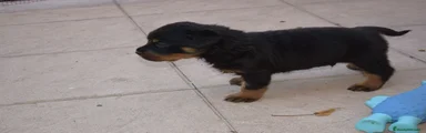 Rottweiler 2