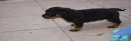Rottweiler perros en venta: PRECIOSOSOS CACHORRITOS ROTTWEILER - Anuncio 3