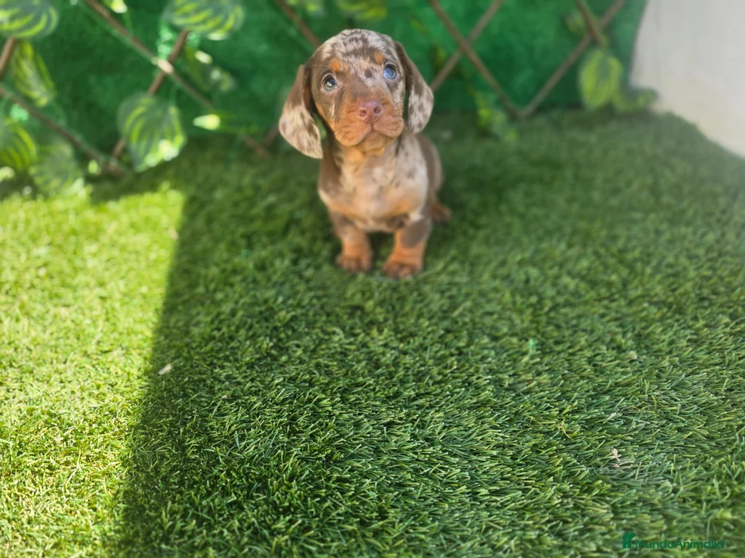 Teckel perros en venta: TECKEL KANNINCHEN  - Anuncio 2