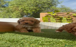 Caniche Toy perros en venta: CANICHE TOY MACHOS - Imagen 25