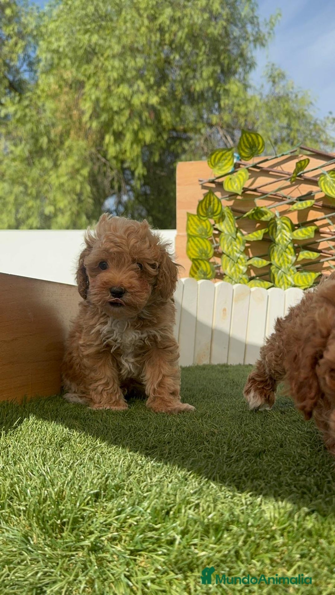 Caniche Toy perros en venta: CANICHE TOY MACHOS - Imagen 25