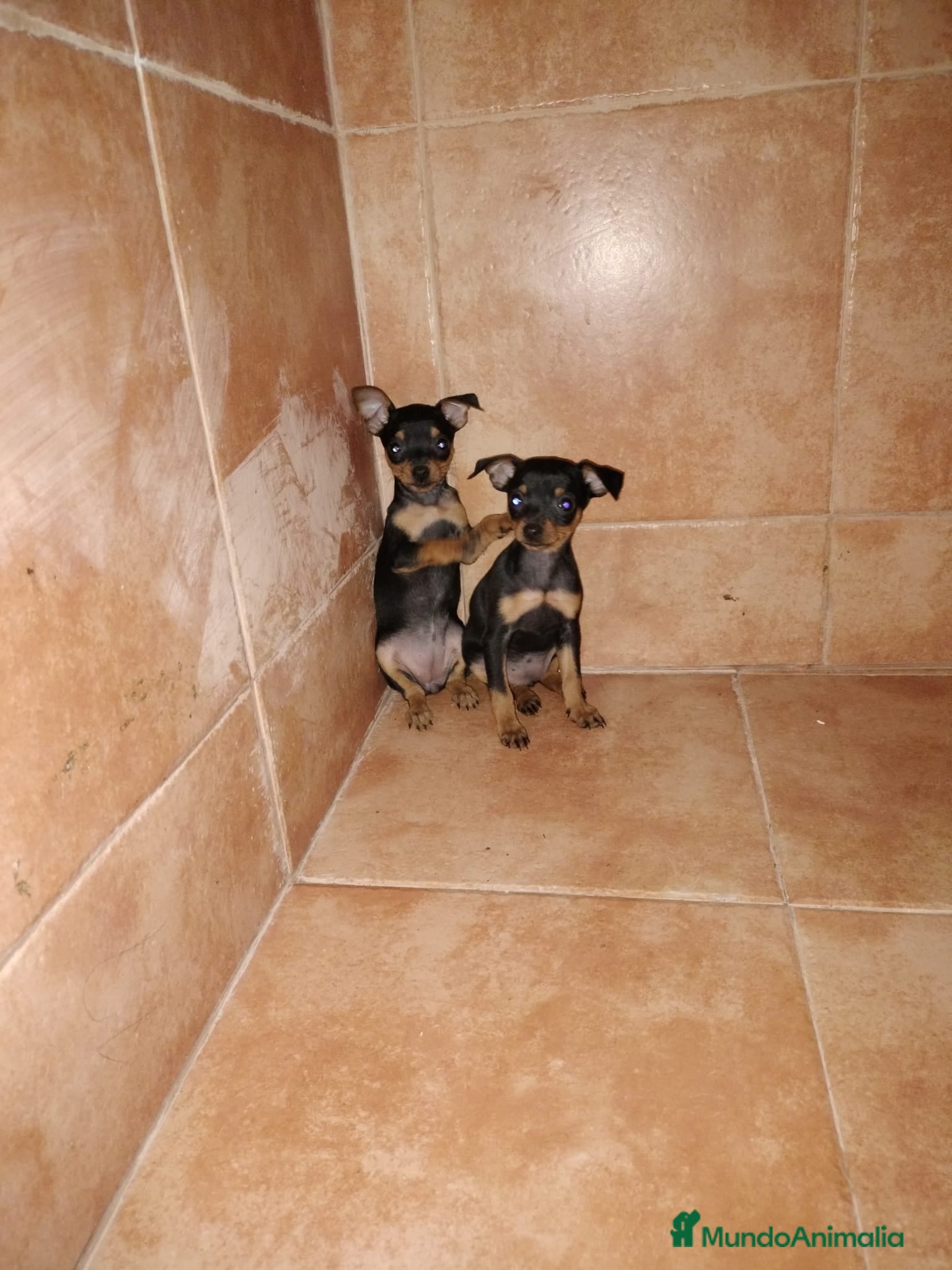 Pinscher Miniatura perros Pincher miniatura  en Badajoz - Anuncio 23