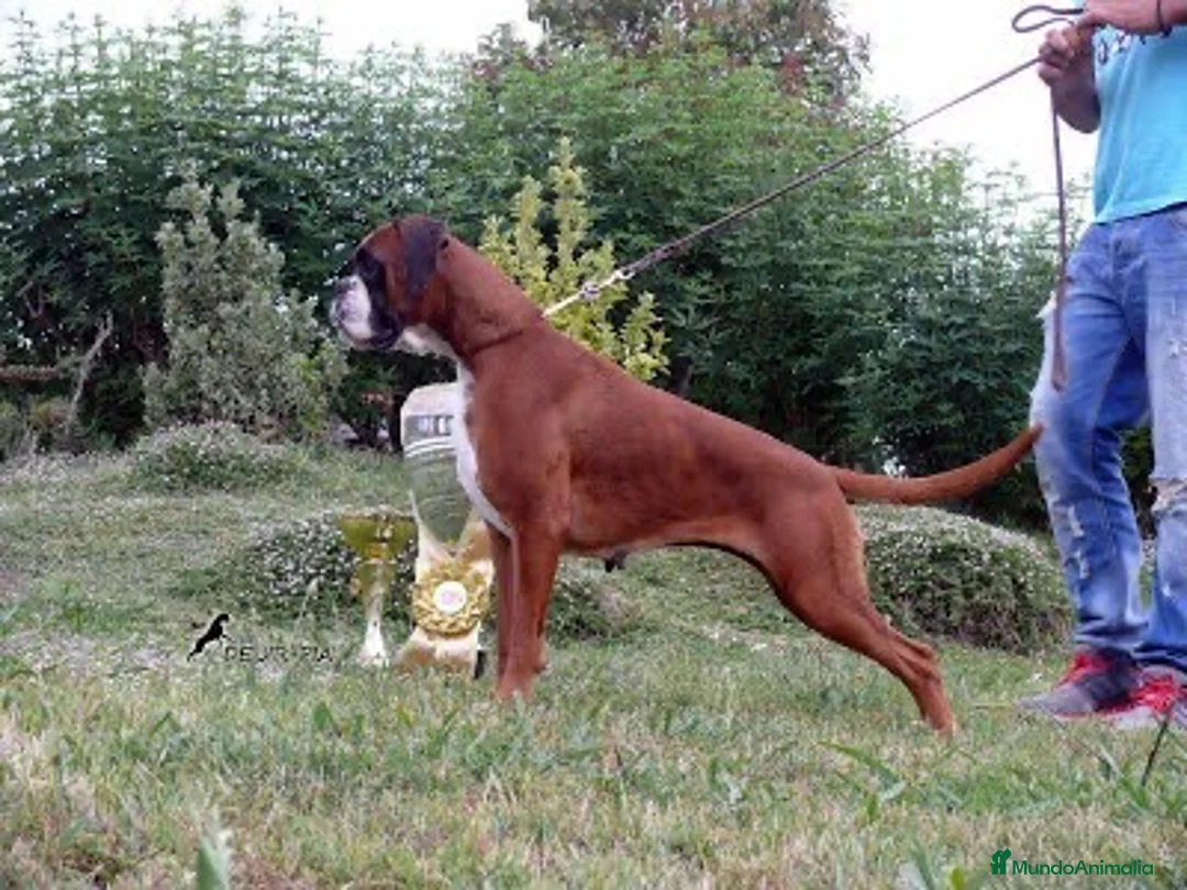 Imagen de galería {{count}}