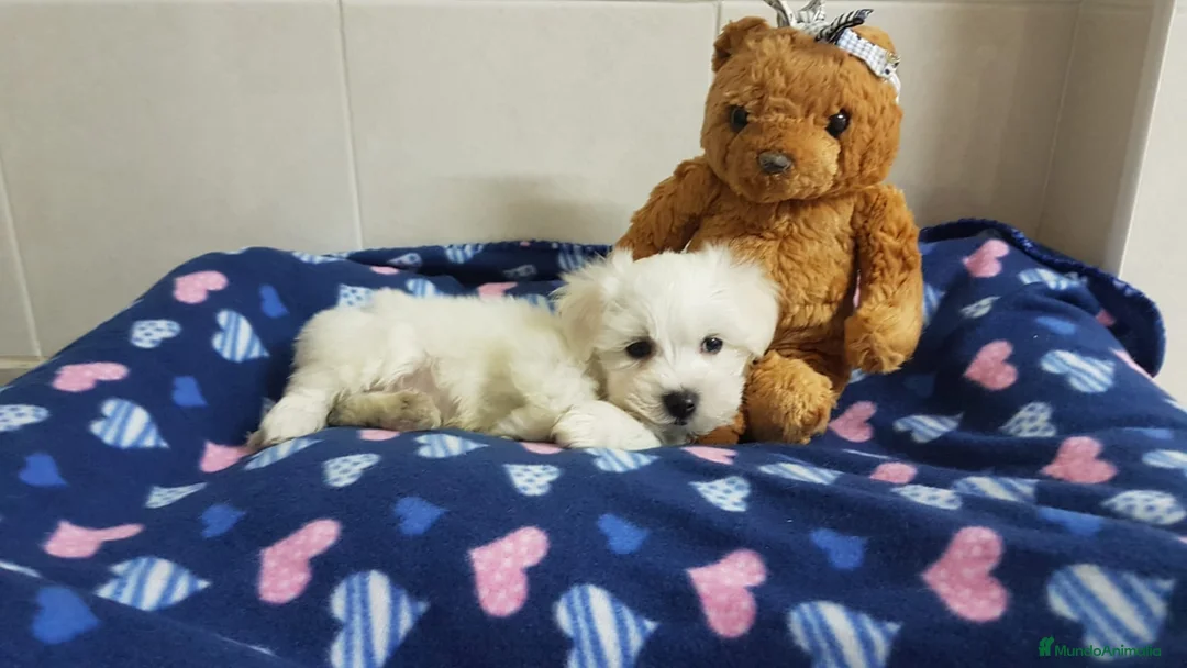 Bichón Maltés perros en venta: Bichón Maltés machos y hembras  en Barcelona - Anuncio 5