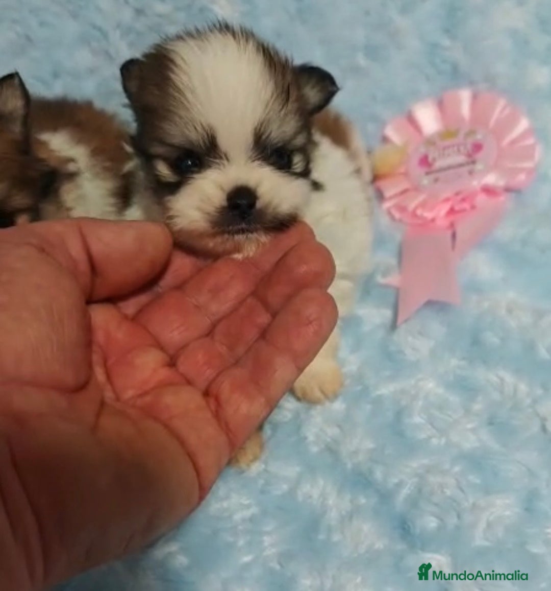 Pomerania perros en venta: POMERANIA - Anuncio 3