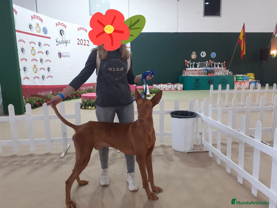 Podenco Canario perros en venta: PODENCOS CANARIOS de Selección  - Imagen 7