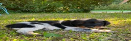Épagneul Breton perros en venta: Spaniel Bretón  - Anuncio 2