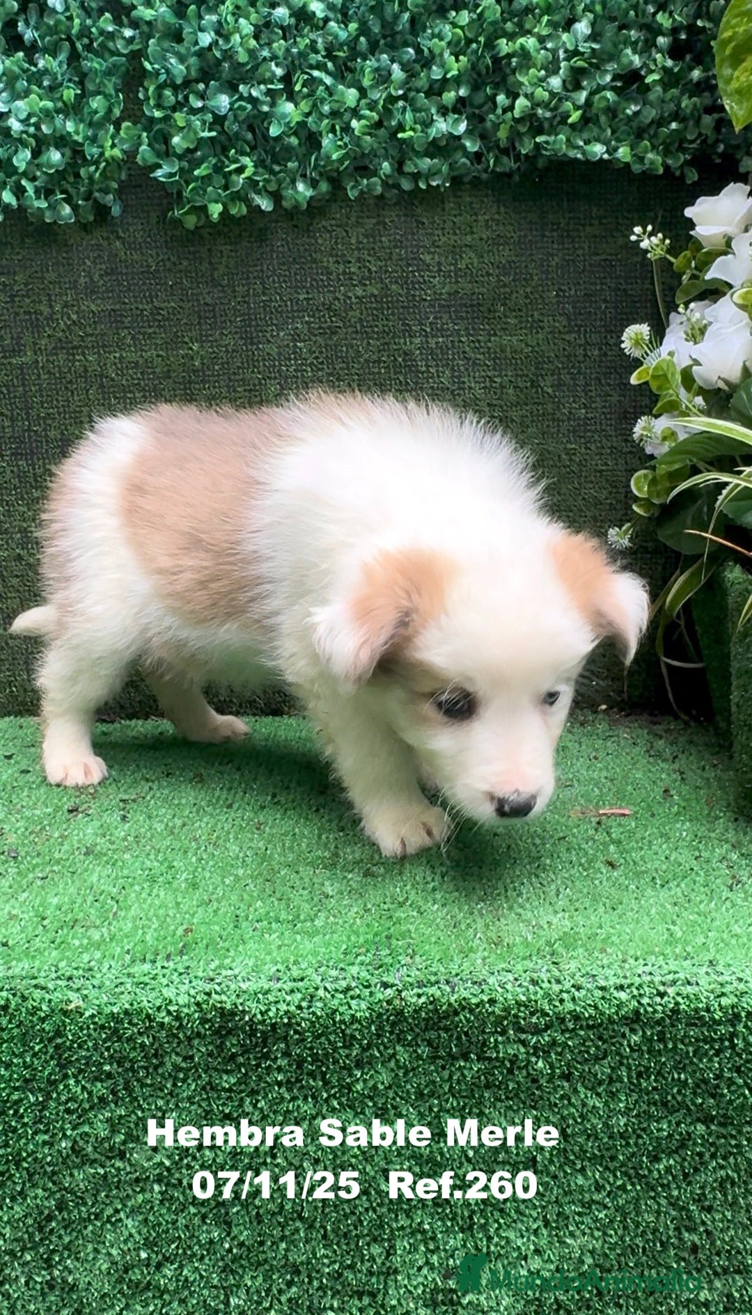 Border Collie perros en venta: Border Collie  - Anuncio 6