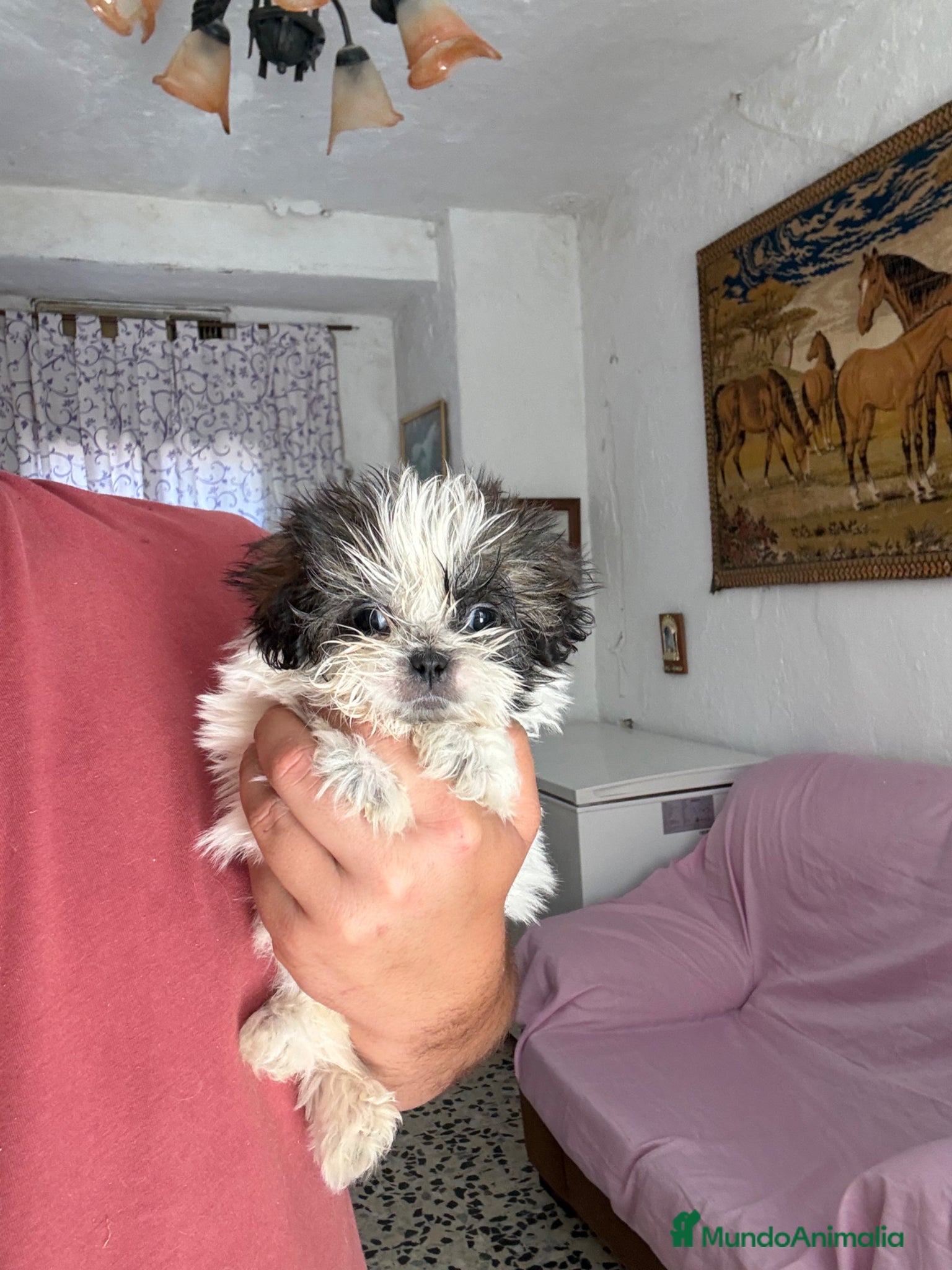 Shih Tzu perros Hembra Shih tzu tacita de té  - Anuncio 1