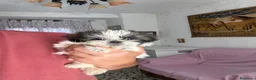 Shih Tzu perros en venta: Hembra Shih tzu tacita de té  - Anuncio 1