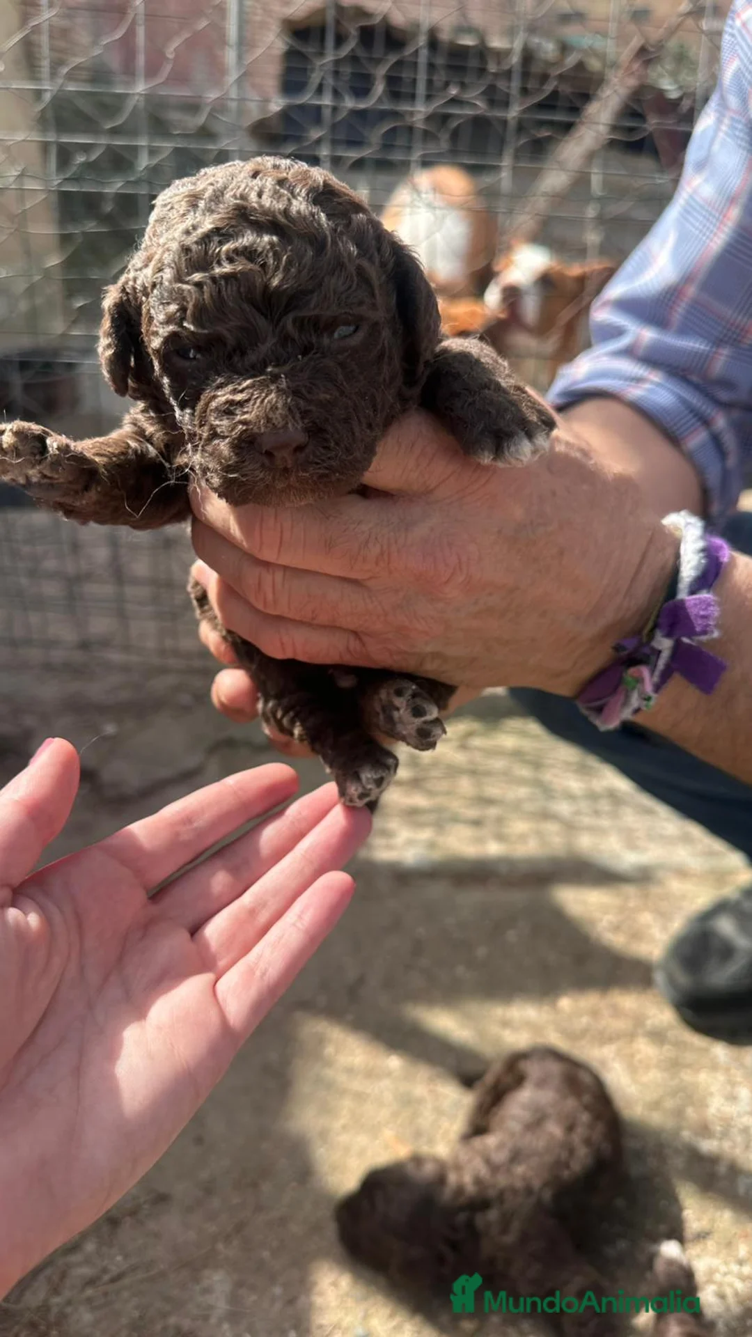Perro de Agua Español perros en venta: PERRO DE AGUA ESPAÑOL - Anuncio 15