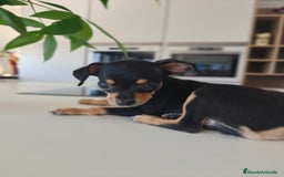 Pinscher Miniatura perros en venta: Mini Pincher espectacular!! - Imagen 4