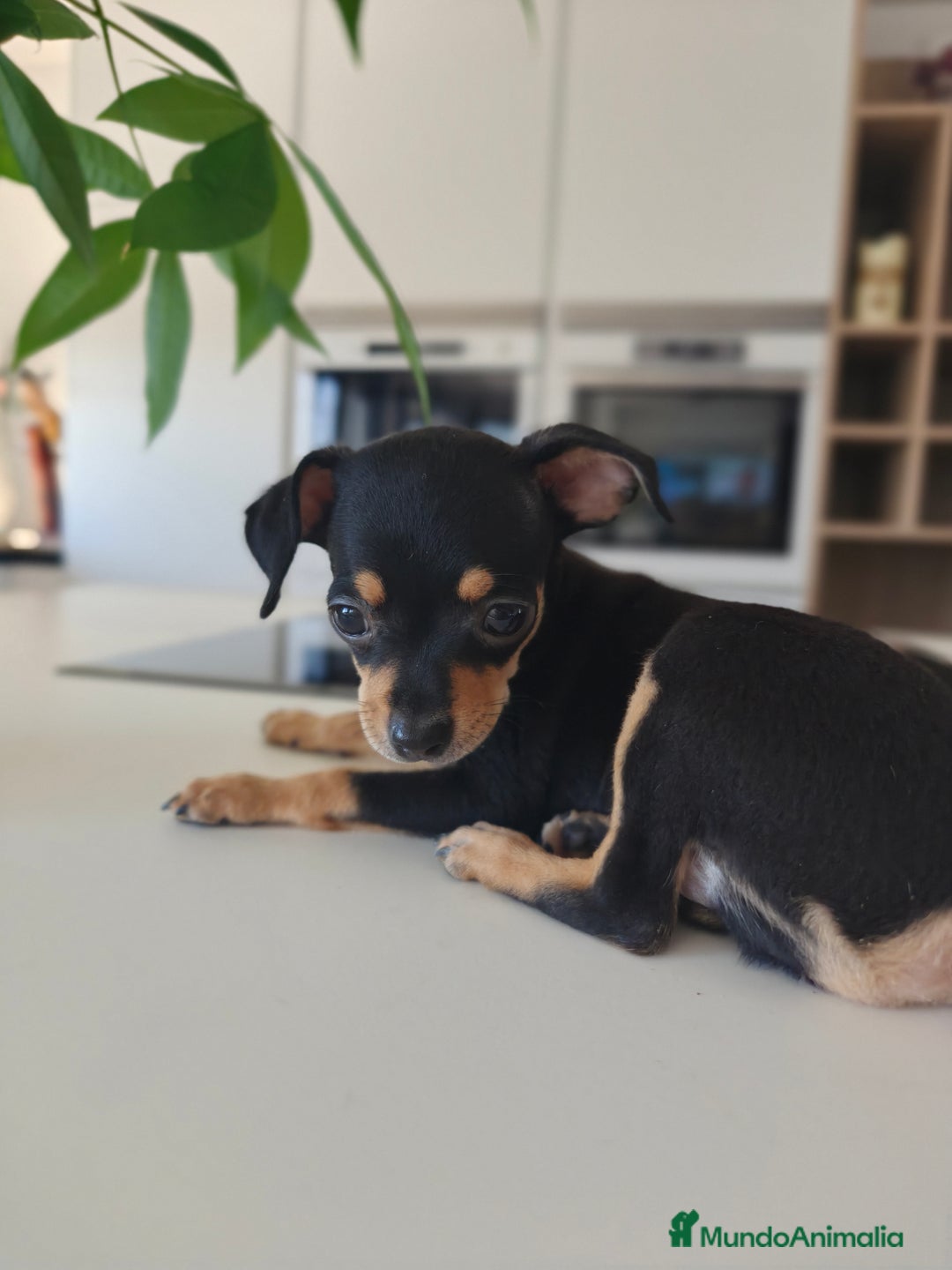 Pinscher Miniatura perros en venta: Mini Pincher espectacular!! - Imagen 4