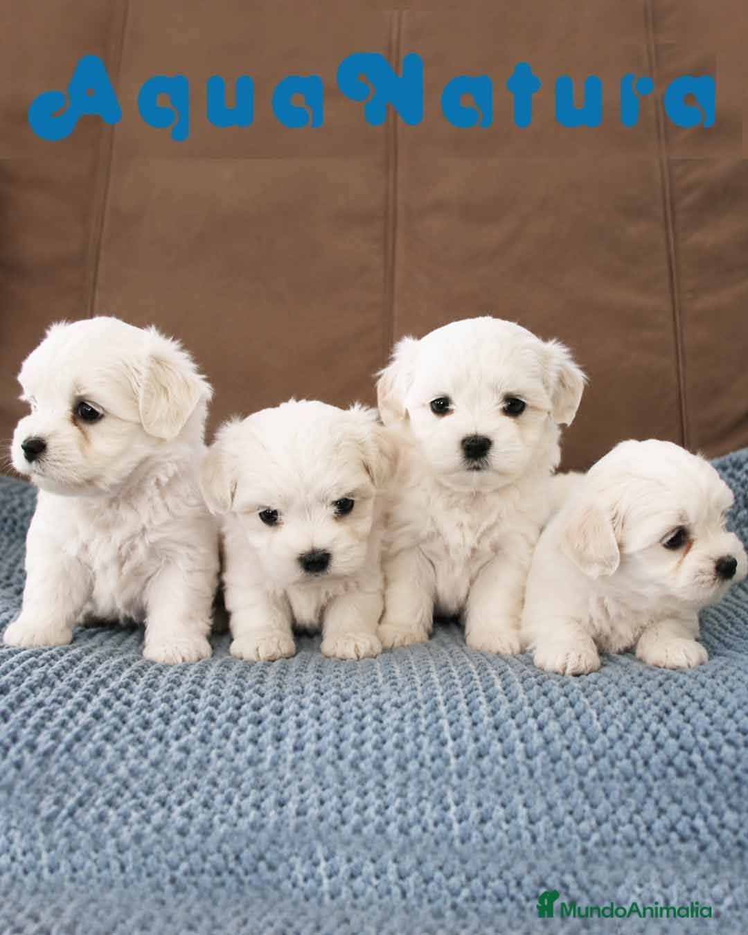 Bichón Maltés perros Cachorros Bichon Maltes - Anuncio 1