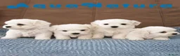 Bichón Maltés perros en venta: Cachorros Bichon Maltes - Anuncio 1