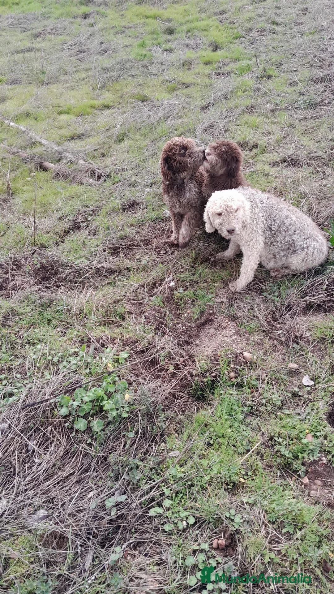 Perro de Agua Español perros en venta: Espectaculares perros de agua - Anuncio 5