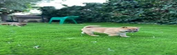 Shiba Inu perros en venta: Lindos Shiba inu en Tarragona y Barcelona 🦊✨ - Anuncio 5