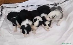 Border Collie perros en venta: Border collie  - Imagen 1