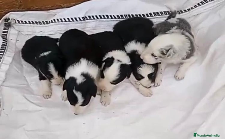 Border Collie perros - Anuncio 5