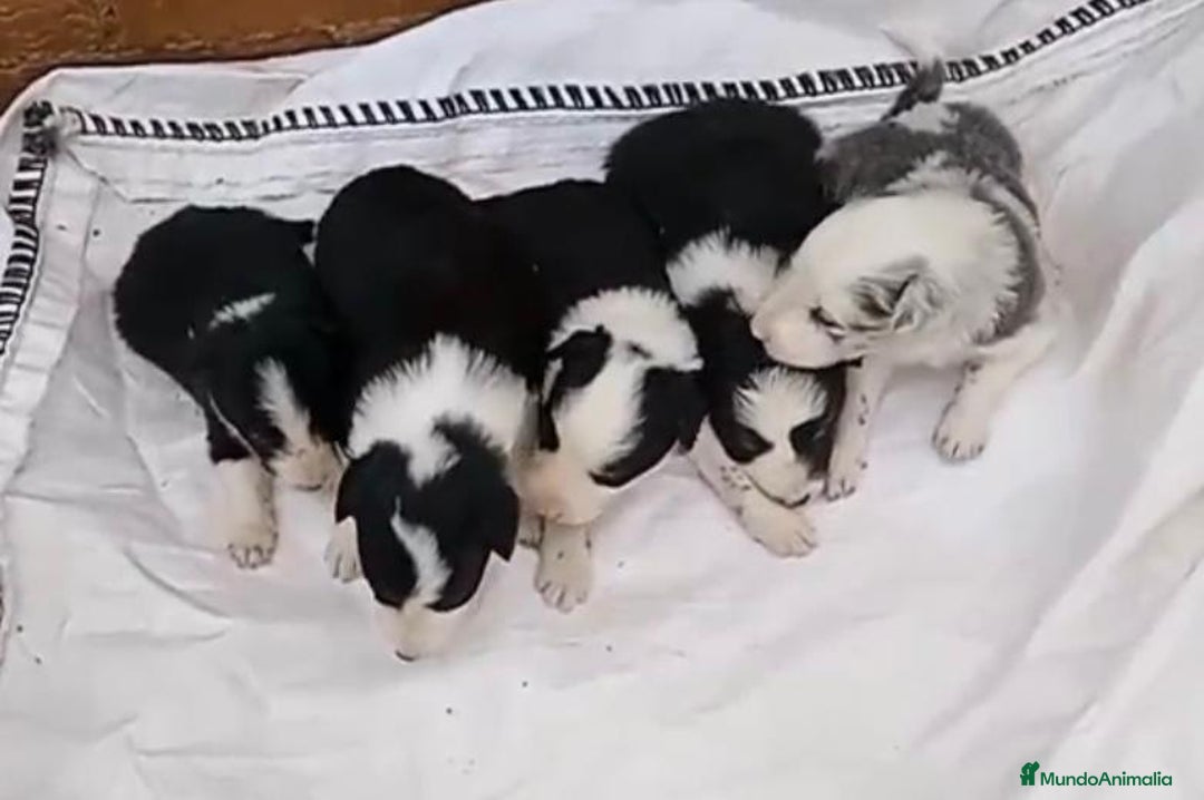 Border Collie perros en venta: Border collie  - Imagen 1