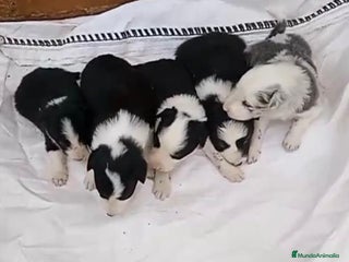 Border Collie perros - Anuncio 10