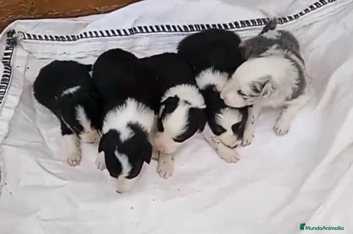 Border Collie perros - Anuncio 2