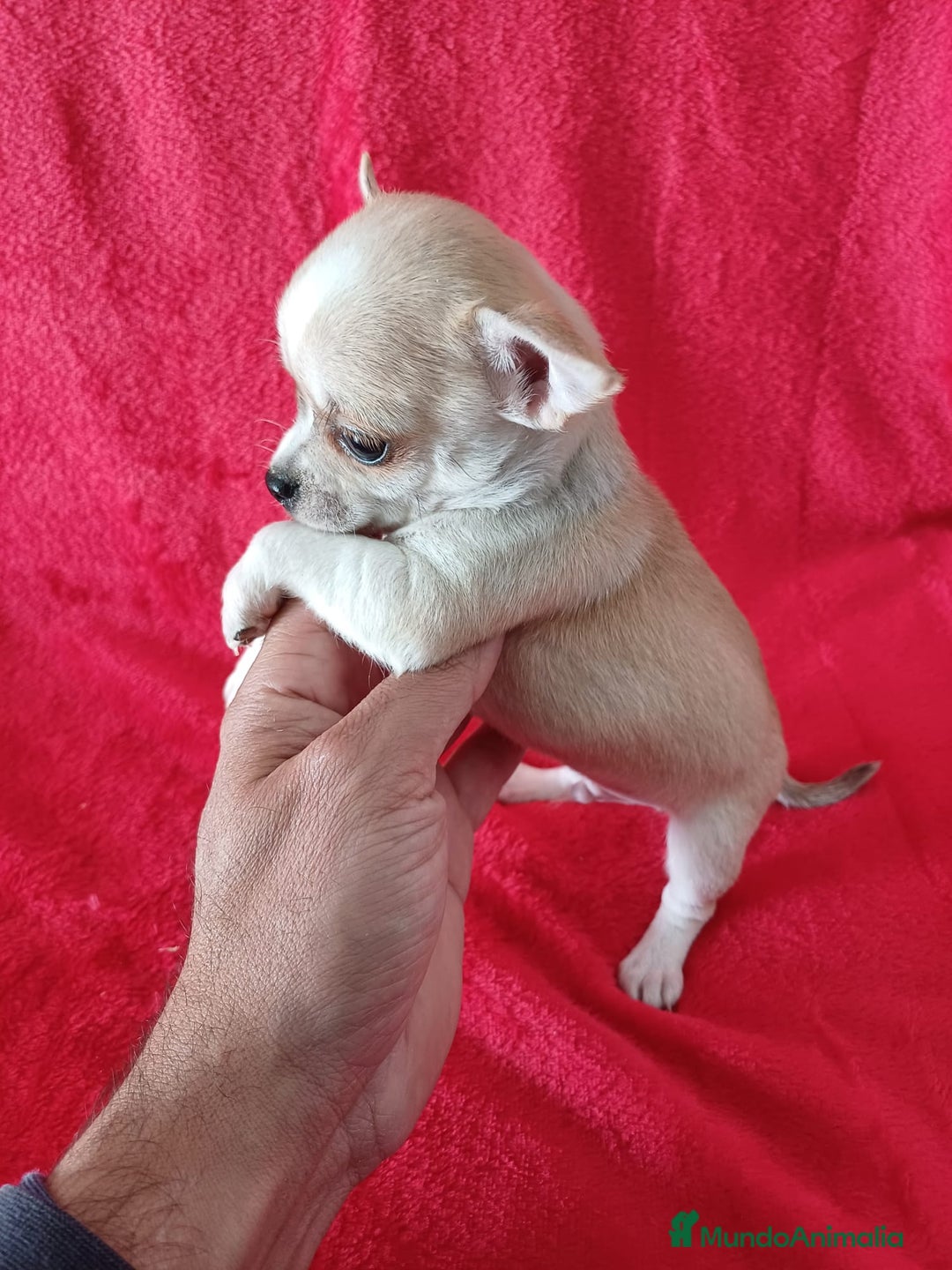Chihuahua perros en venta: Chihuahua Mini  - Anuncio 2