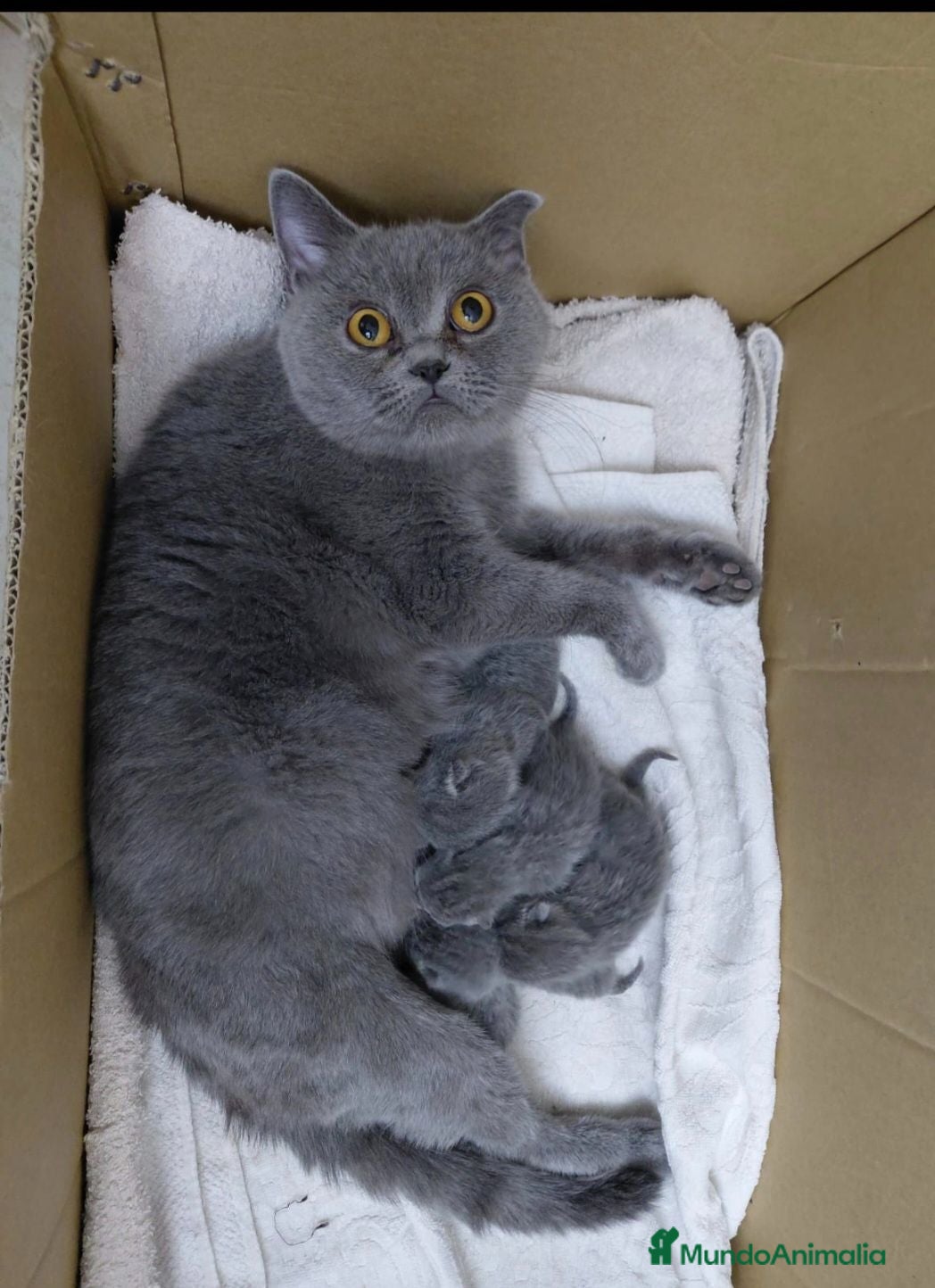 Británico de Pelo Corto Azul gatos Britanico pelo corto azul - Anuncio 19