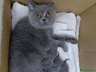 Británico de Pelo Corto Azul gatos Britanico pelo corto azul - Anuncio 19