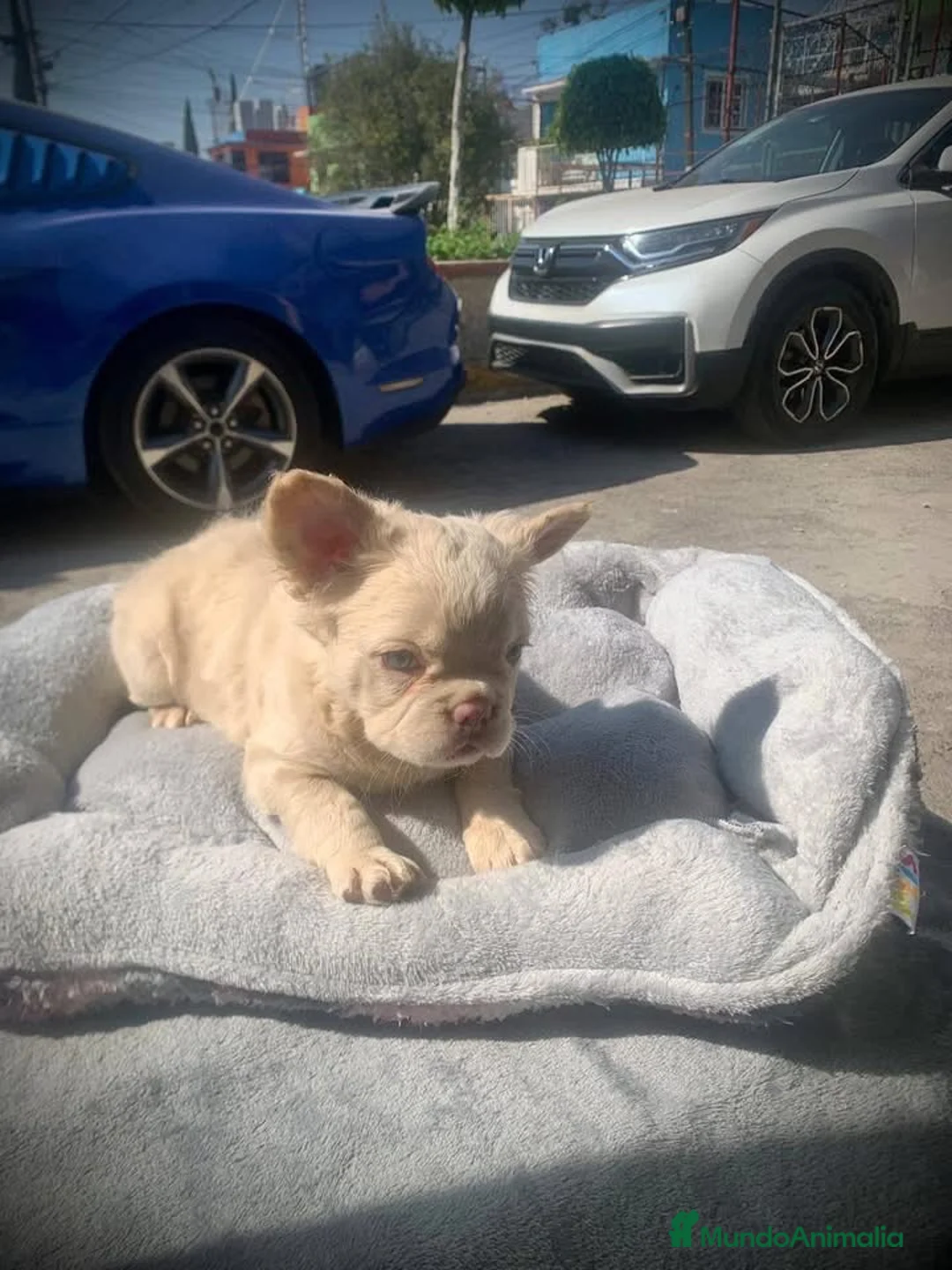Bulldog Francés perros en venta: BULLDOG FRANCES FLUFFY - TODA ESPAÑA  - Anuncio 2