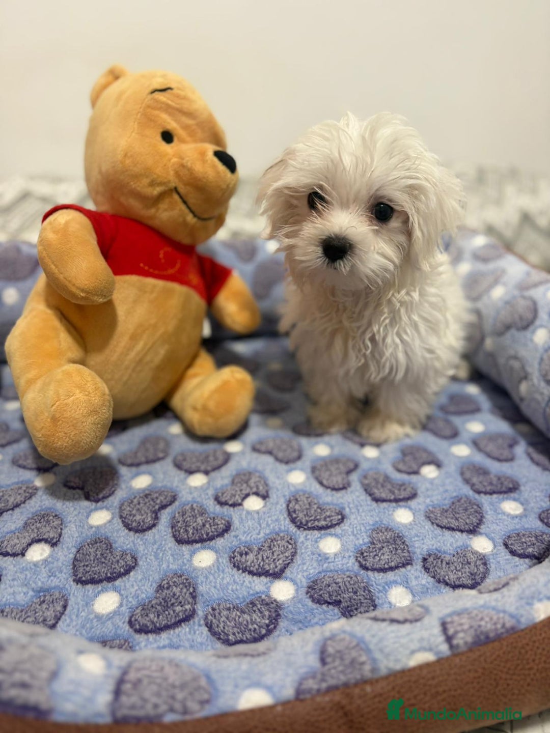 Bichón Maltés perros en venta: Bichon maltés toy  - Imagen 5